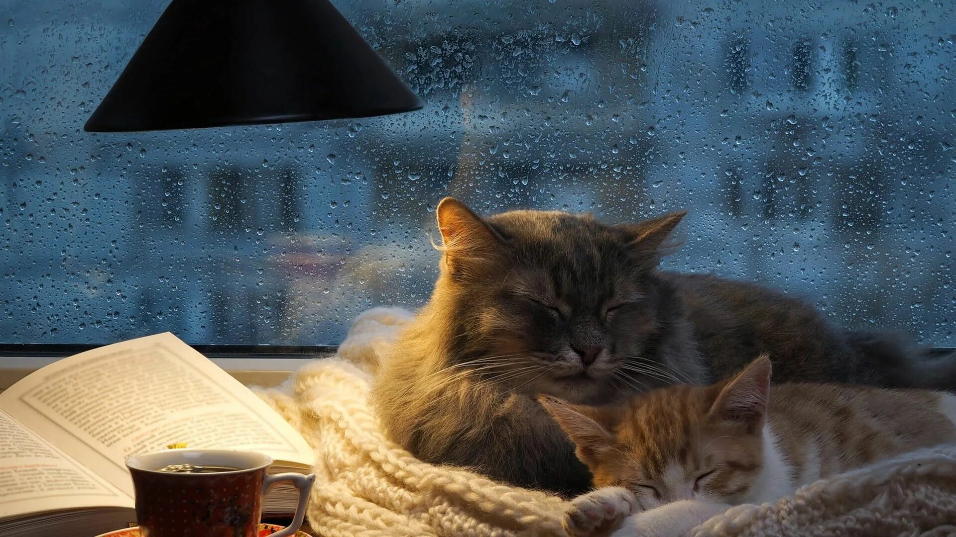 Кот вечером. Кошка уют. Вечер с котом картинки. У камина. Вечер с котом картинки.