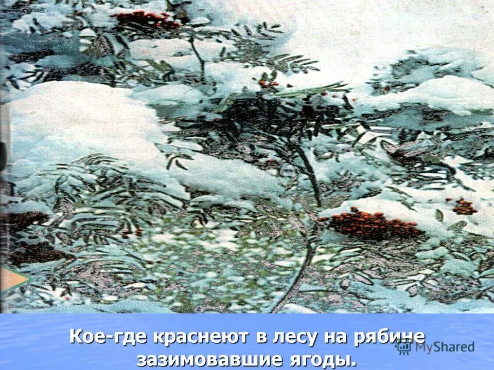 Зима обрядила сосны и ели в снеговые шубы до самых бровей. Зима обрядила сосны. Скребицкий зима обрядила сосны и ели. Зима обрядила сосны и ели в снеговые.