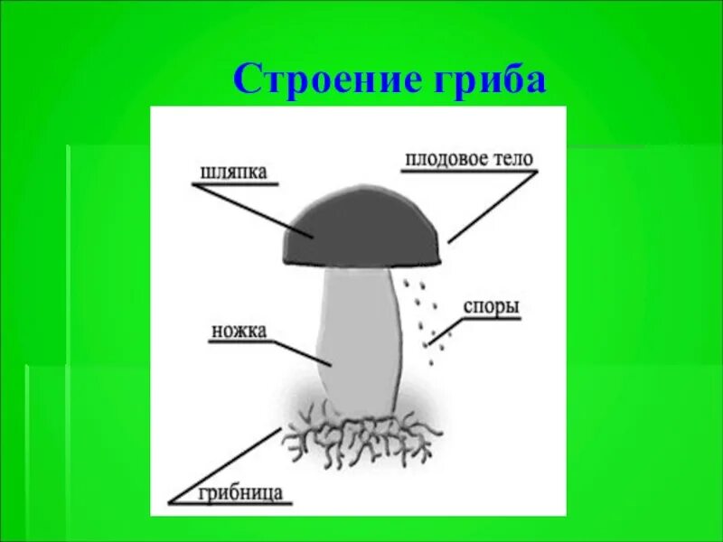 Что такое грибница 3 класс окружающий