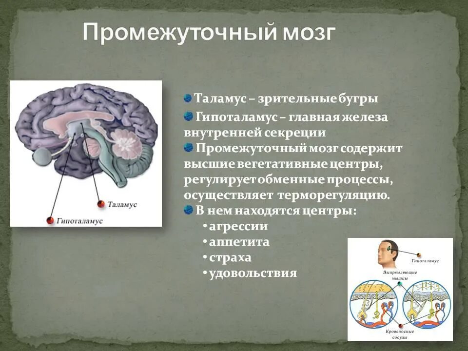 Какие рефлексы обеспечивает головной мозг. Функции промежуточного мозга регуляция. Промежуточный мозг отделы и функции. Центры рефлексов промежуточного мозга. Строение промежуточного мозга и его функции.