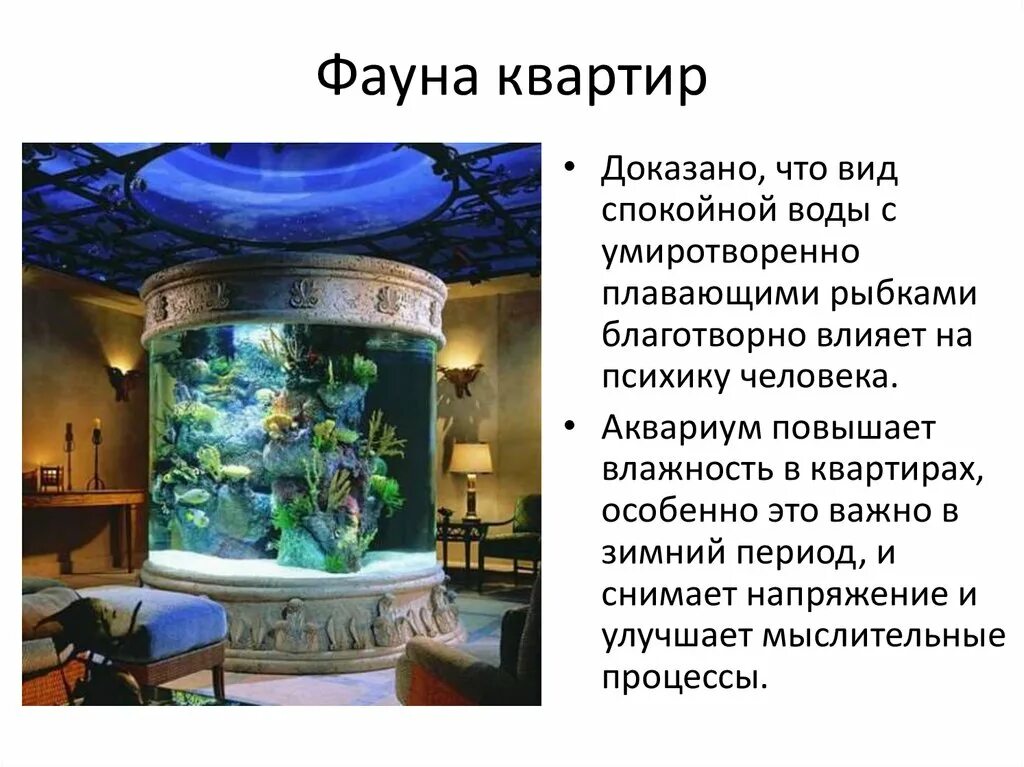Проект аквариум. Аквариум искусственная экосистема. Замкнутые экосистемы аквариумы. Аквариум - искусственная экосистема в доме.