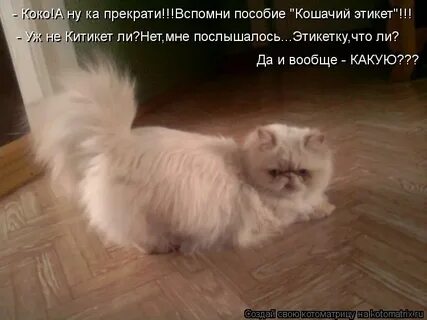 Коты пукают