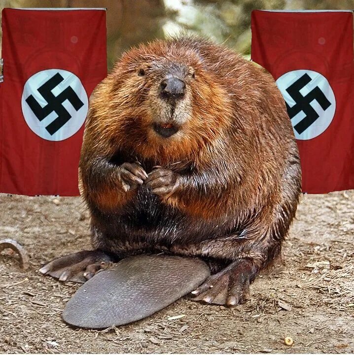 злой бобер. бобер смешной. бобер фото. бобры и бобрята. бивер бобер.