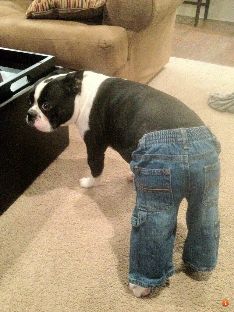 Собака в джинсах мем. Dogs don't wear pants. Одежда для мопса девочки. Пес в штанах. Собака в джинсах мем.