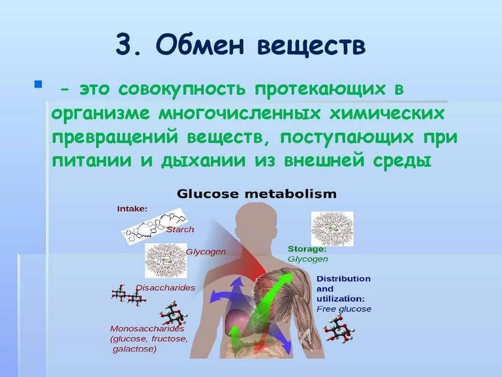 Какими веществами организм. Обмг веществ в организме человека. обмен веществ. обменные процессы в организме. процессы обмена веществ в организме.
