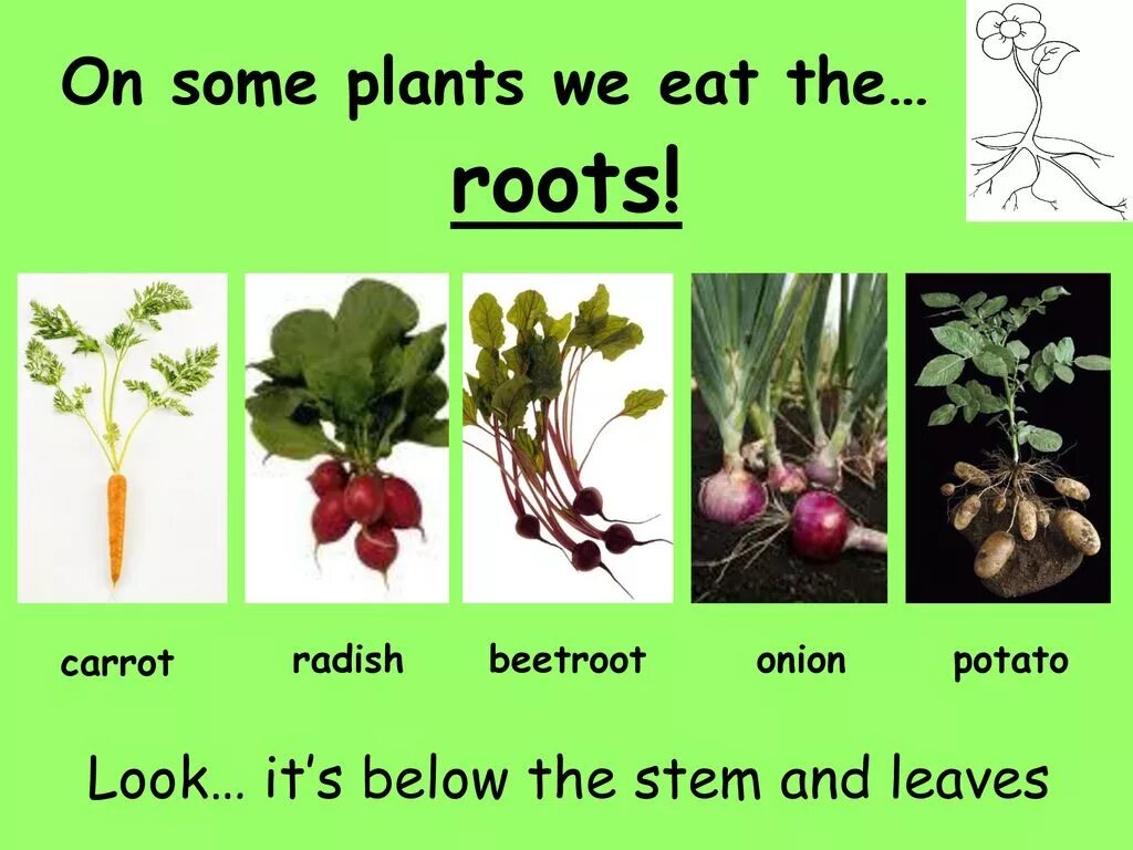 Plants we eat. The Plants Parts we eat. Parts of a Plant. Different Parts of a Plant.