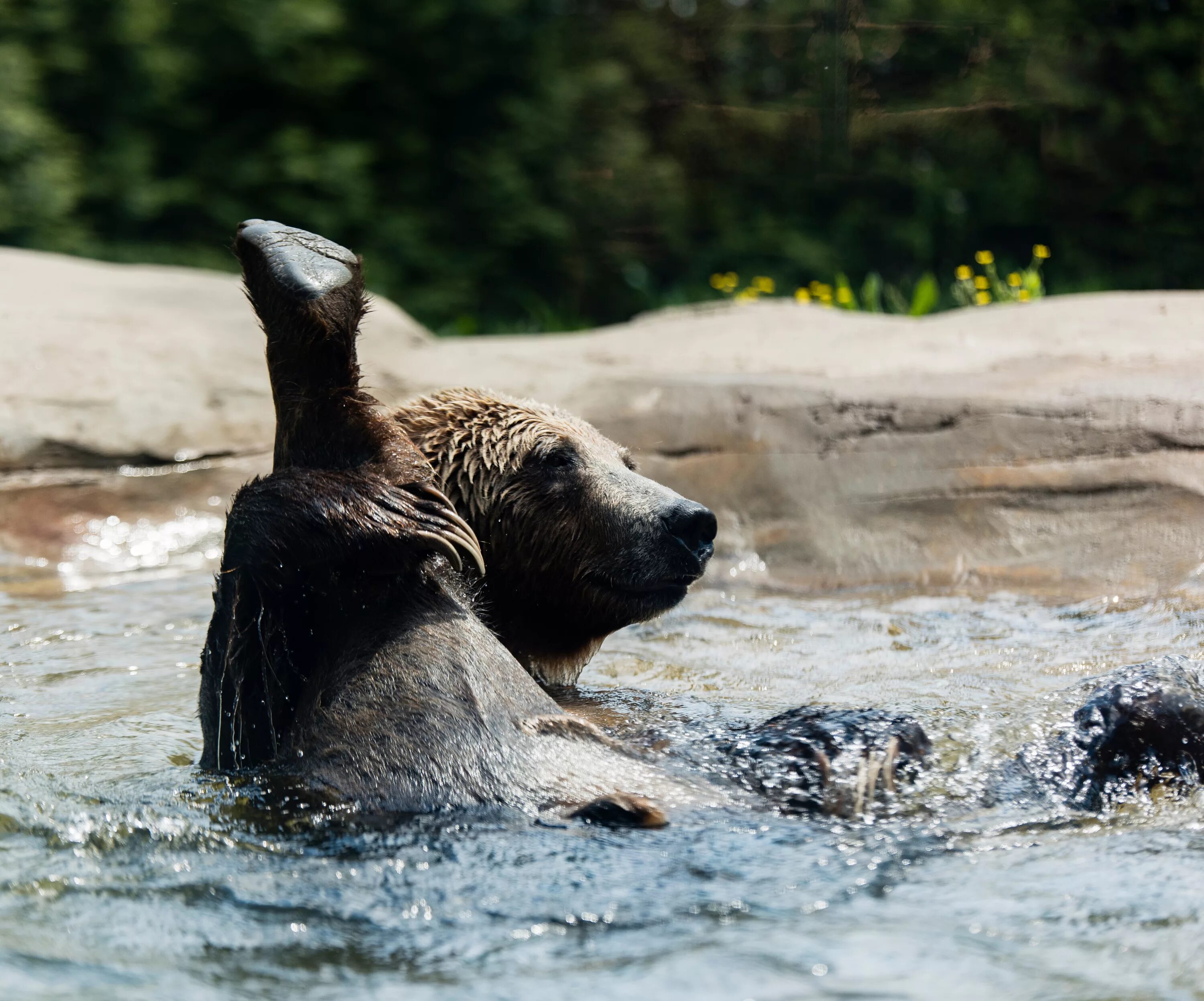 Медведь умывается. Животные в воде. Медведь плавает. Медведь купается. Медведь в дикой природе.
