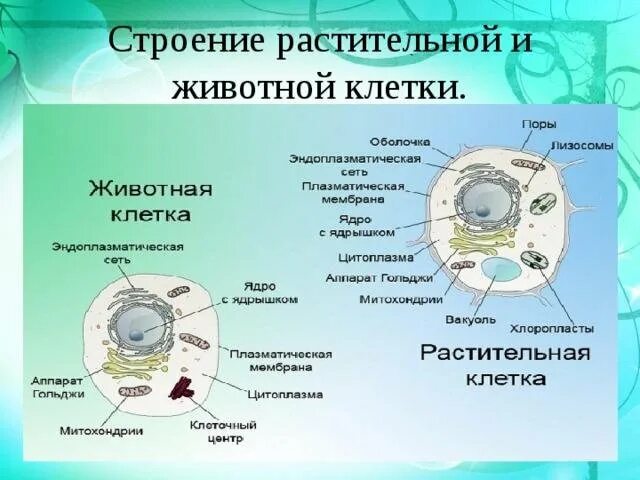 Вывод растительные и животные клетки. Клетка растений и клетка животного сравнение 5 класс. Структура клетки растения 5 класс биология. Строение клетки растения и животного 5 класс биология. Сравнение растительной и животной клетки 5 класс.