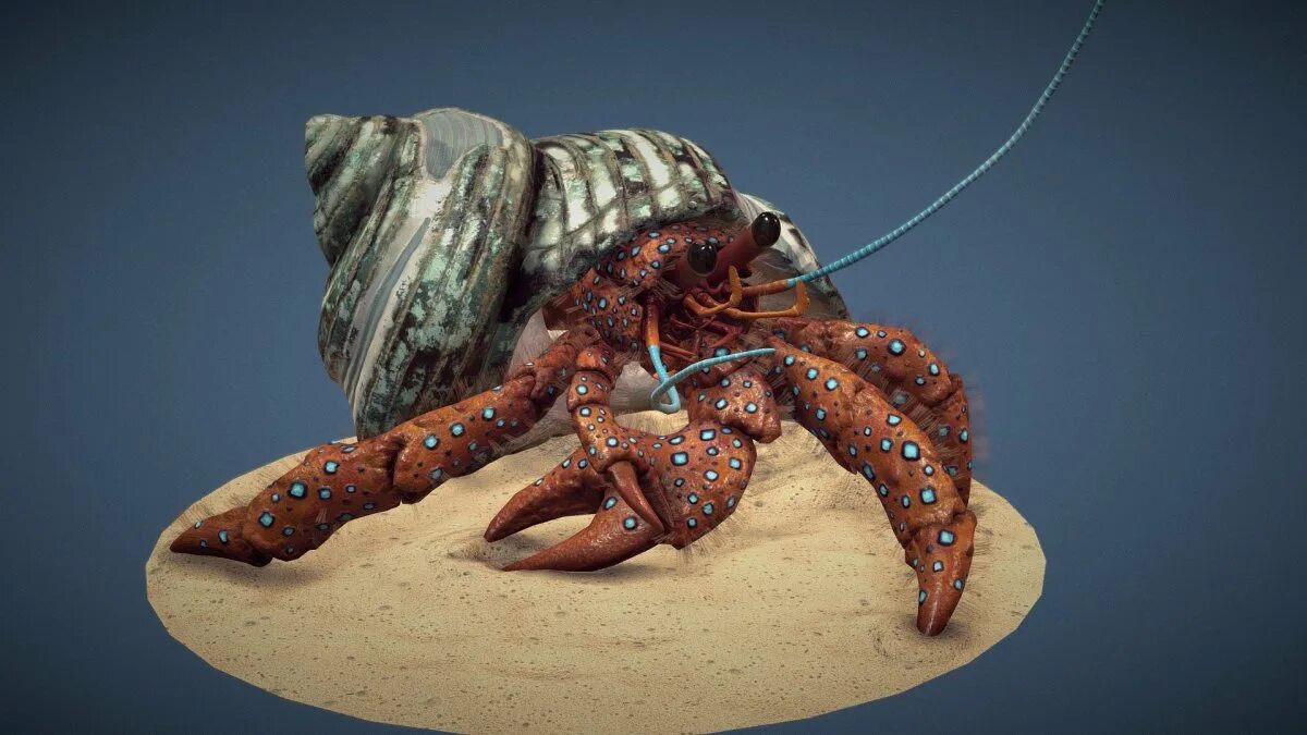 Краб тв. Хермит краб. Дандженесский краб. Hermes the Hermit Crab. Краб 3д модель.