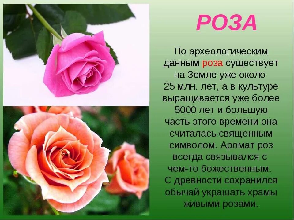 Описание розы 3 класс. Описание цветка розы. Писание про цветок розу. Розочка слова