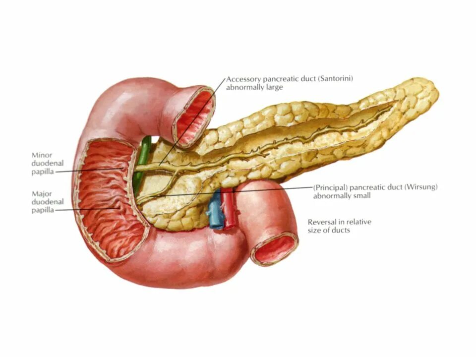 Pancreas atis. Поджелудочная железа 3d. Поджелудочная железа макет. Pancreas atis. Тромбоз поджелудочной железы.