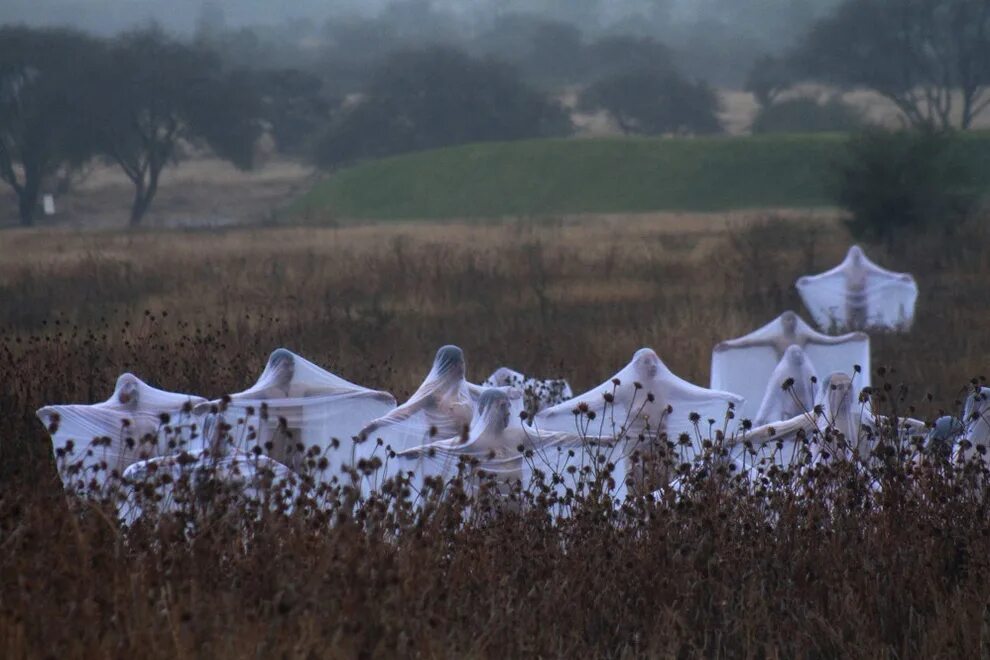 Спенсер туник. Спенсер туник. Спенсер туник мехико 2007. Spencer tunick мертвое море. Море халла спенсер туник.