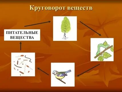 Модель круговорота веществ 3 класс