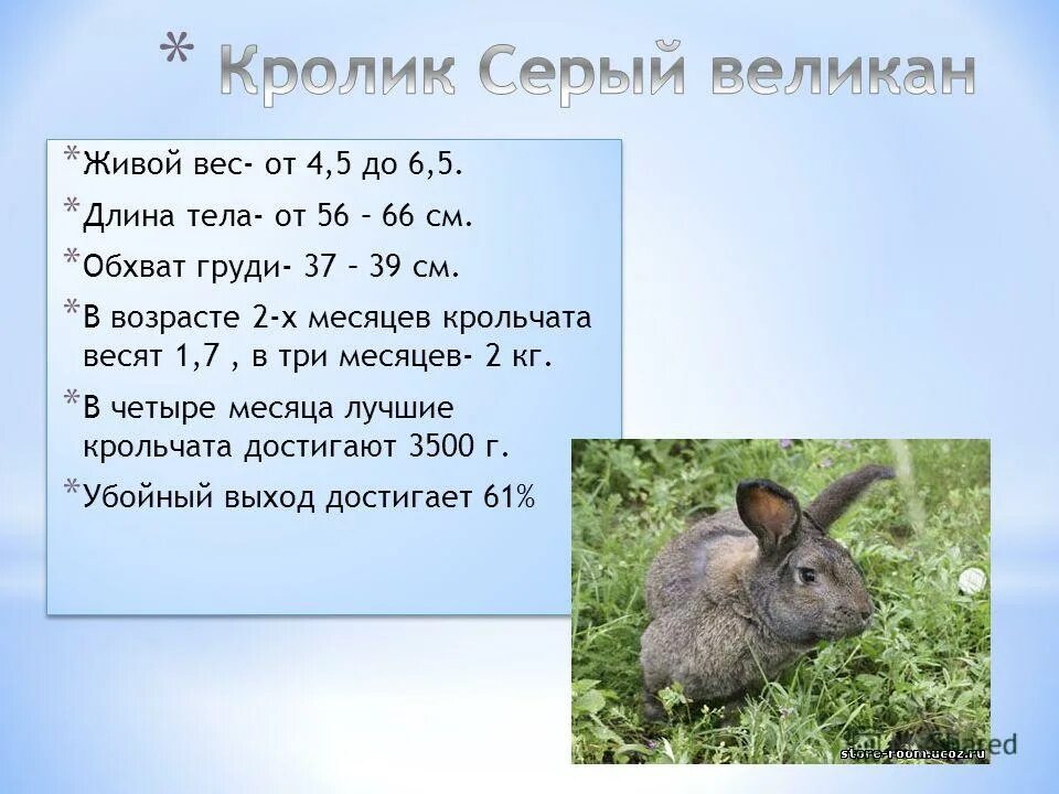 сколько месяцев кролики. советская шиншилла кролик размер. размеры кроликов по месяцам. схема кормления кроликов. сколько месяцев кролики.