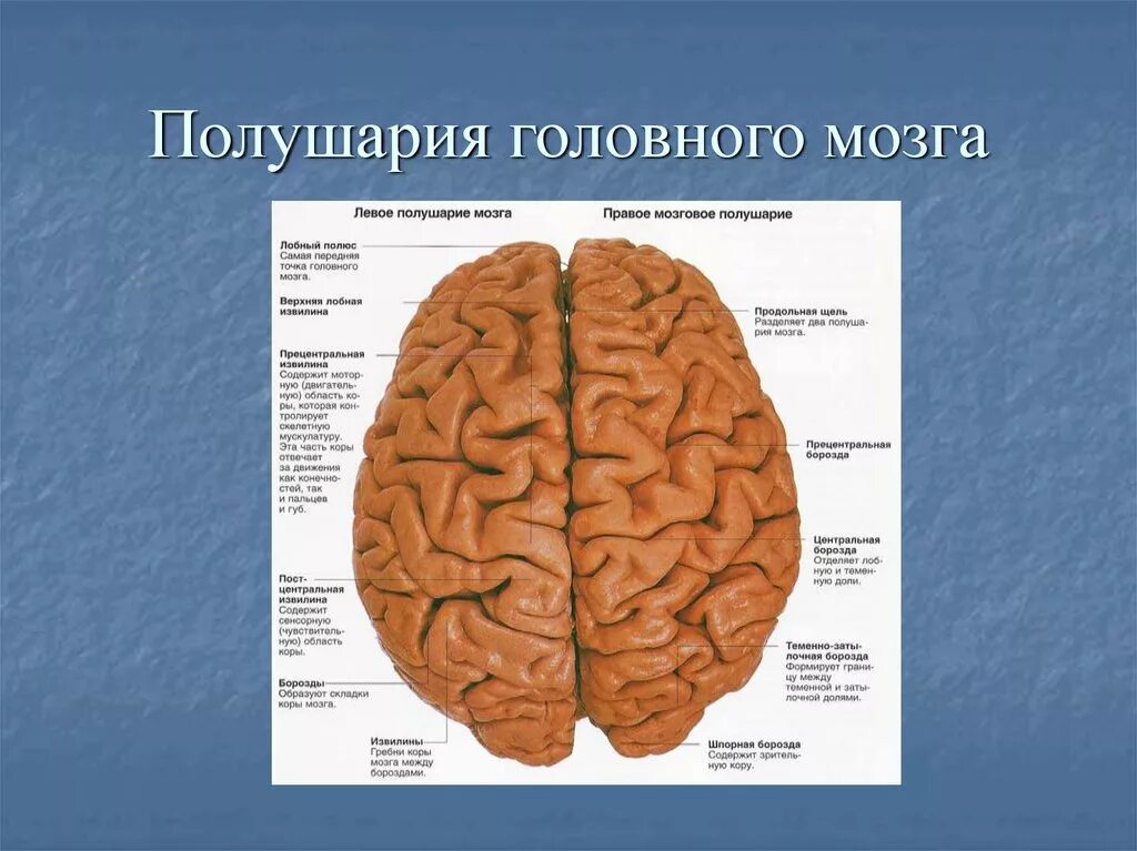 Какое полушарие головного мозга. Структура правого полушария головного мозга. Строение правого и левого полушария. Большие полушария мозга человека. Отделы головного мозга левое полушарие.