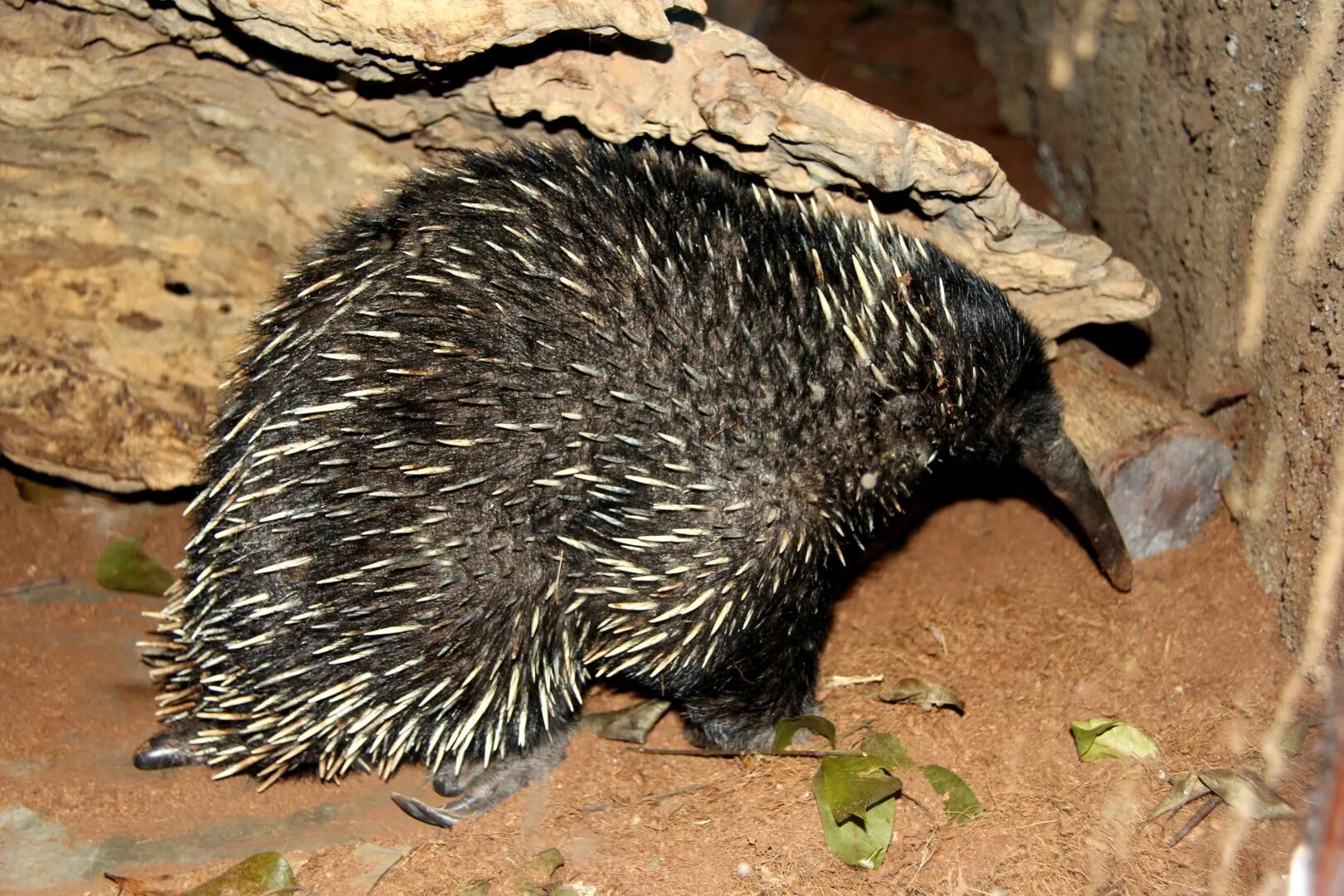 Австралийская ехидна (tachyglossus aculeatus). Проехидна фото. Первозвери ехидна. Ехидна лесной вид. Ехидна в австралии.