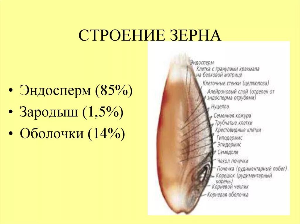 Строение зерна пшеницы с оболочками. Строение и состав зерна пшеницы. Эндосперм оболочек зерна пшеницы. Анатомическое строение зерна пшеницы.