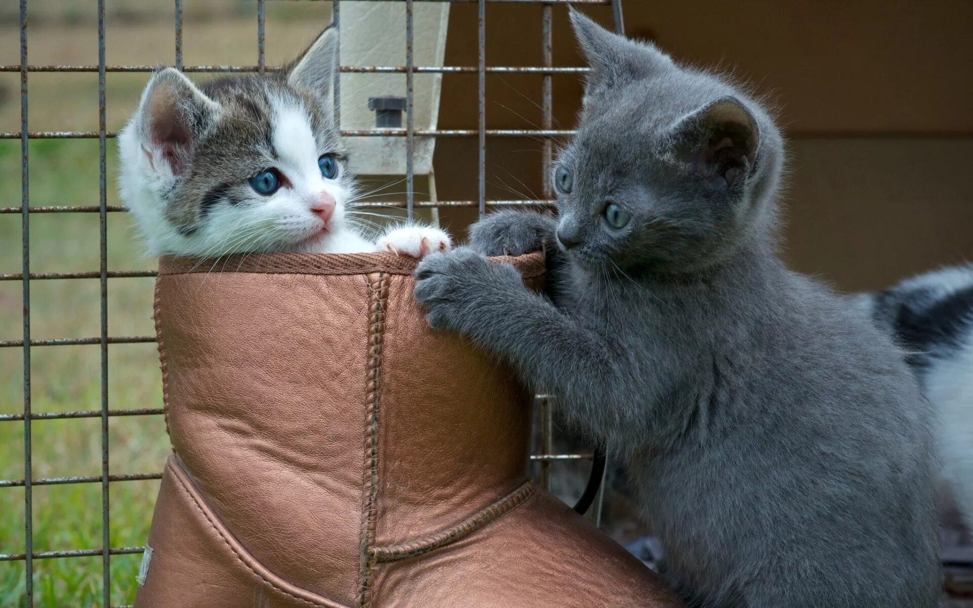 2 котенка играть