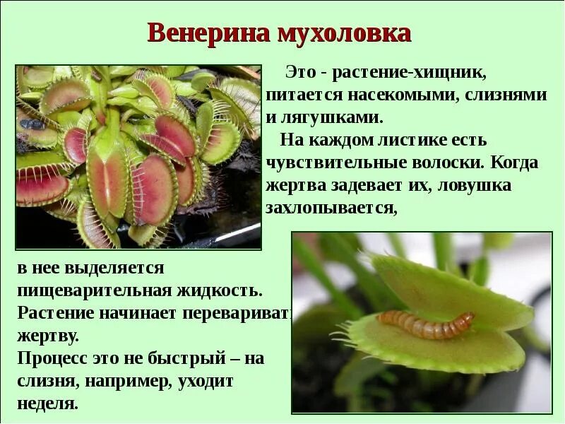 Венерина мухоловка описание. Ядовитые растения доклад. Сообщение о ядовитых растениях. Интересные факты о растениях. Информационное сообщение о растениях.