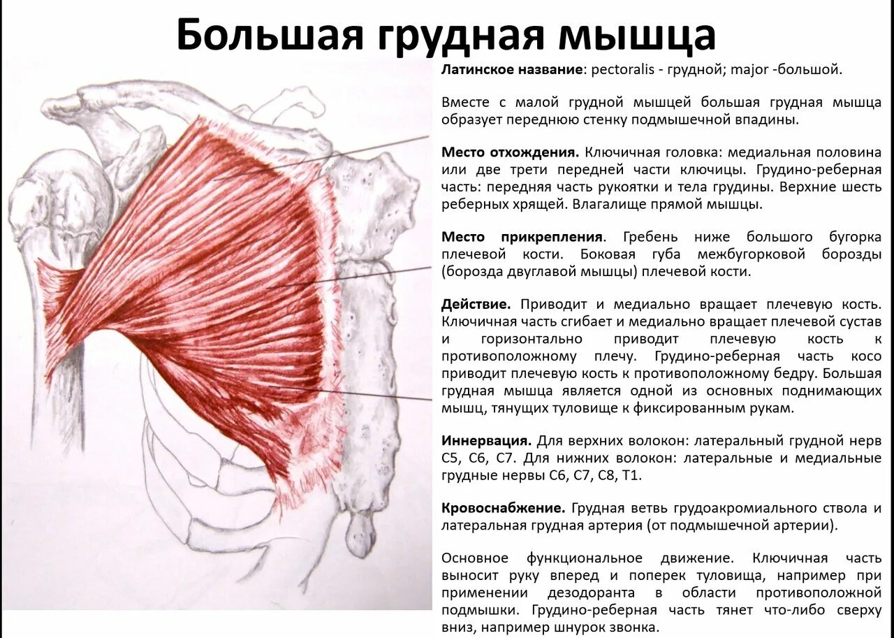 Ключичная часть большой грудной мышцы функции. Большая грудная мышца прикрепления мышц. Точки крепления большой грудной мышцы. Большая грудная Ключичная мышца.