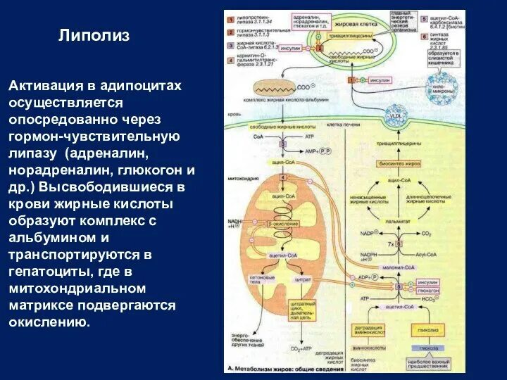 Процесс липолиза. Активирует тканевой липолиз гормон. Схема липолиза биохимия. Механизм липолиза биохимия. Гормональная регуляция липолиза схема.