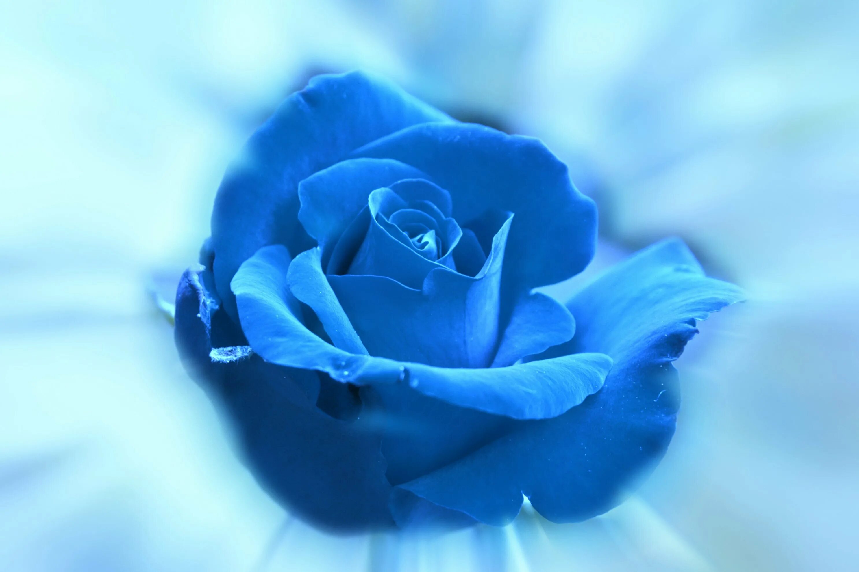 Синий самый любимый цвет. Блуе Фловер. Синие розы и сапфиры.