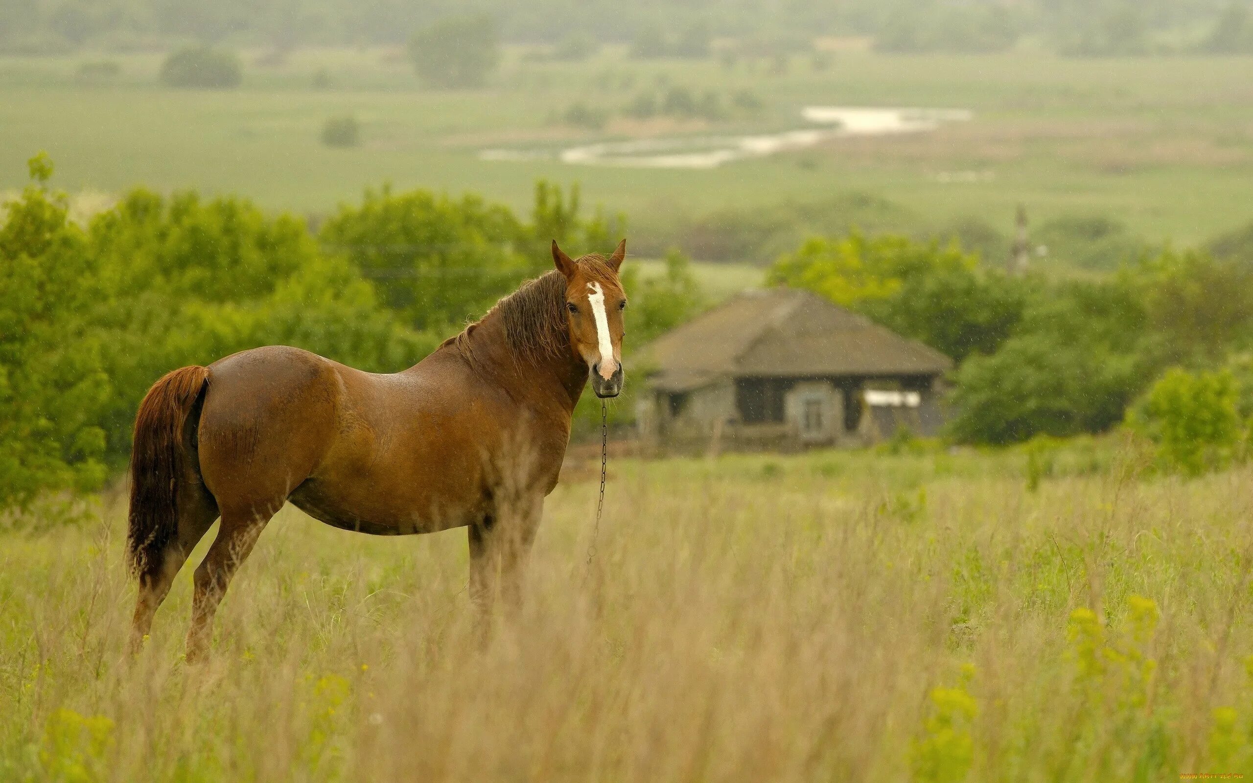 Село лошадка. Ганноверская порода лошадей. Деревенские лошади. Лошадь в поле. Лошади на природе.