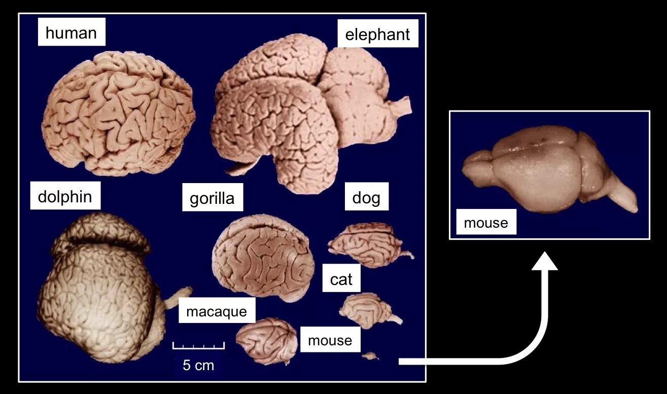 Размер мозга. Мозг слона и человека сравнение.