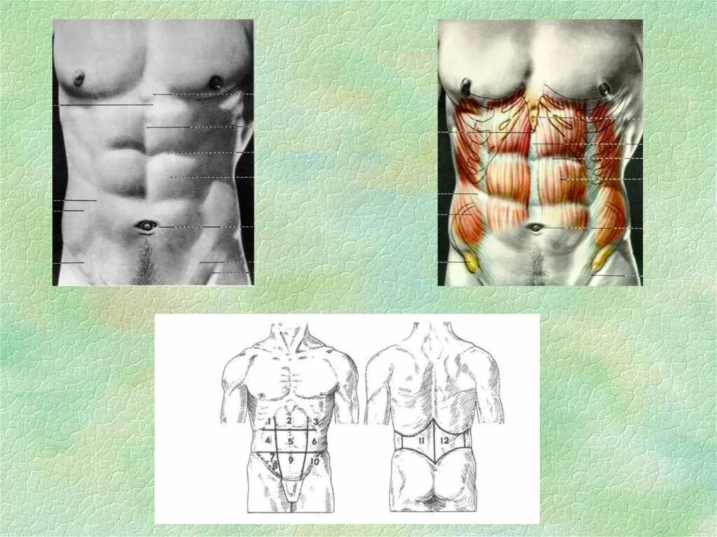 Прямые мышцы живота у мужчин. Анатомия грыж передней брюшной стенки. Косые мышцы живота.
