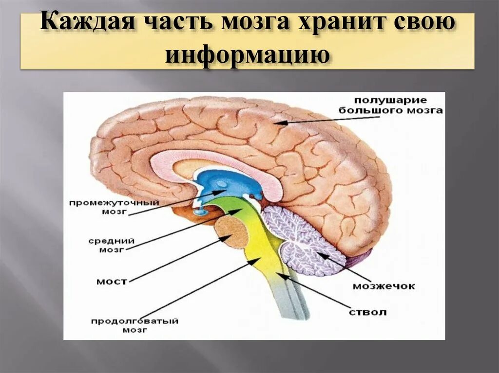 Части мозга. Каждая часть мозга хранит свою информацию. Мозг части мозга. Мозг и память человека. Память в каком отделе мозга