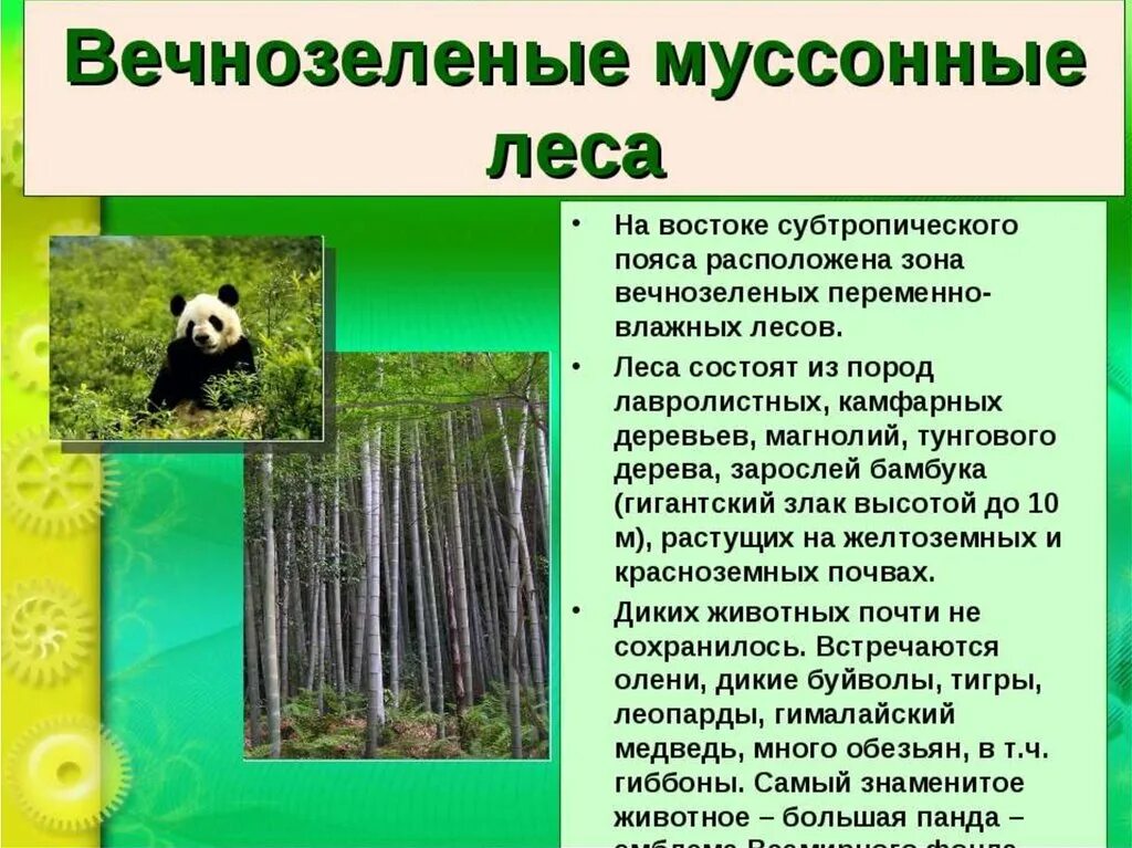 Особенность муссонных лесов в Евразии. Природные зоны Евразии муссонные леса. Муссонные леса характеристика. Растительность в муссонных лесах.