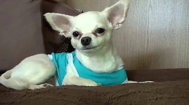 Груминг чихуахуа короткошерстных. Вычесывание чихуахуа гладкошерстные. Чихуахуа с шерстью. Чихуахуа линяет. Стрижка чихуахуа длинношерстного.