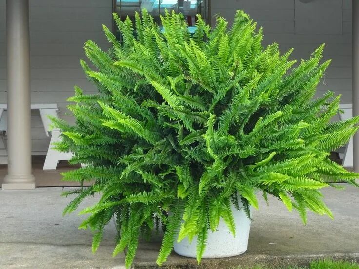 house plants Best indoor plants, Indoor flowering plants, Indoor plants