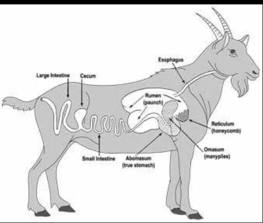 Желудок ягнят. Пищеварительная система козы. Анатомия пищеварительной системы коз. Строение ЖКТ козы. Строение кишечника козы.