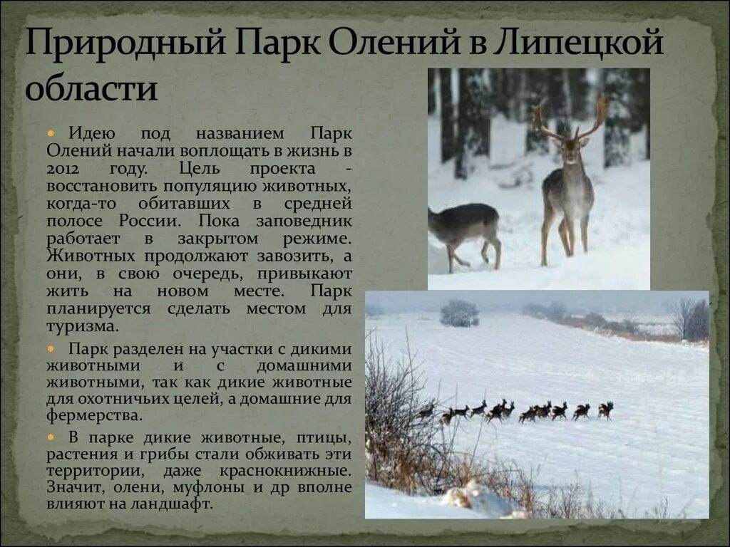 Олений парк Липецкая область. Заповедник оленей Липецкая область. Животные Липецкой области. Дикие животные Липецкой области.