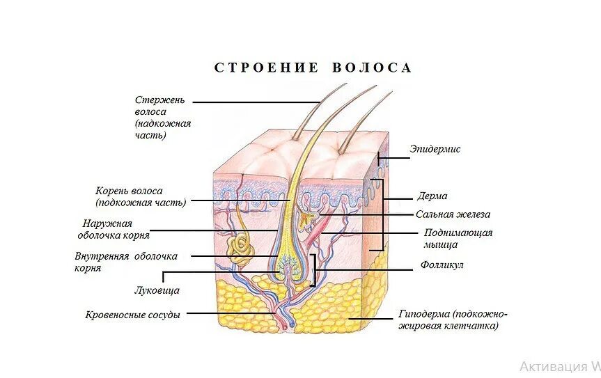 Прочитайте текст сложное строение волосков меха. Рецептор волосяного фолликула. строение волоса. строение стержня волоса схема. структура волоса корень.