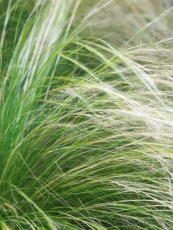 Злаковые ковыль. Конский ковыль. Mexican Feather grass растение. Ковыль конский хвост.