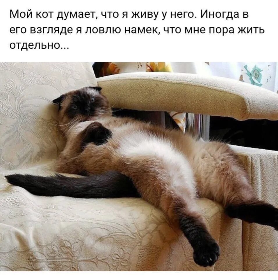 Кот думает что я живу у него. Кошки юмор. Коту скучно. Мой кот думает что я живу у него.