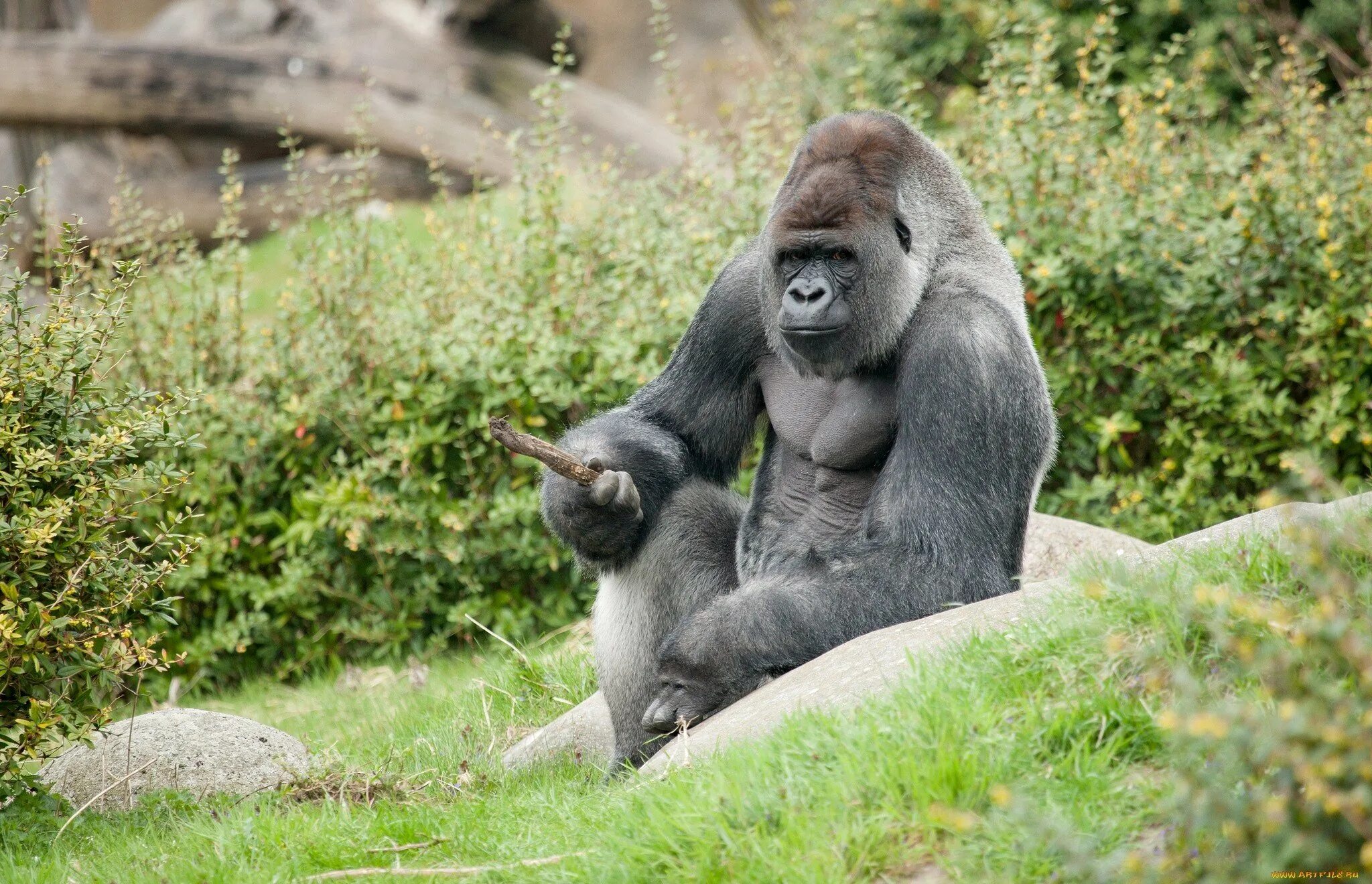 Обезьяна горилла. Приматы горилла. Горилла и шимпанзе. Западная равнинная горилла.