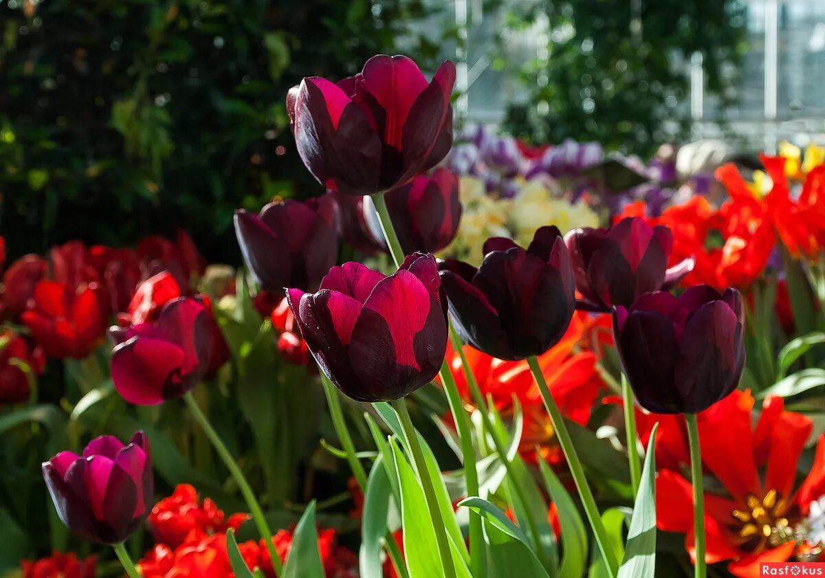 Different kinds of tulips. коломенское сквозь тюльпаны. тюльпаны коломенское. ах тюльпаны. алые тюльпаны.