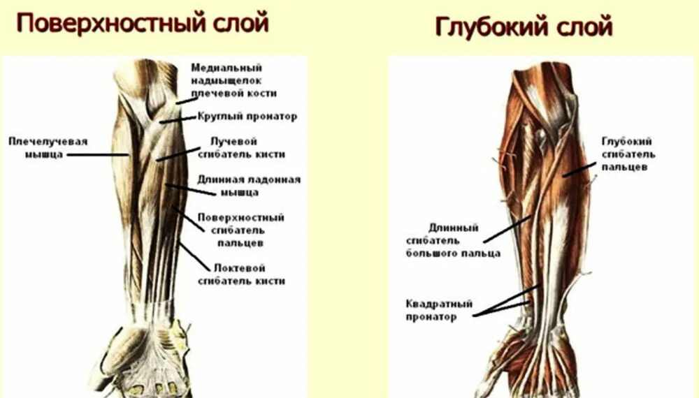 Стороны предплечья. Мышцы предплечья анатомия человека. Поверхностный слой передней группы мышц предплечья. Мышцы предплечья и кисти анатомия. Мышцы предплечья передняя группа глубокий слой.