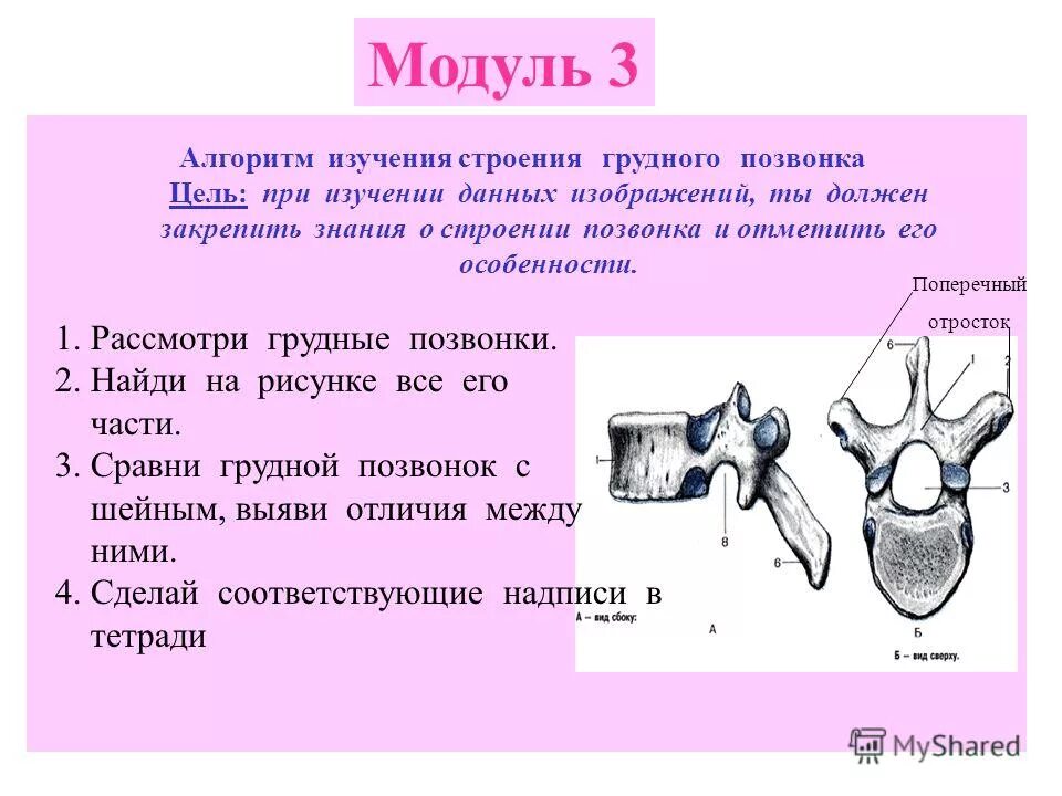 Отделы скелета млекопитающих таблица. Строение внутренних органов животных. Кости собаки скелет. Практическая работа изучение строения позвоночного животного. Практическая работа изучение строения позвоночного животного.