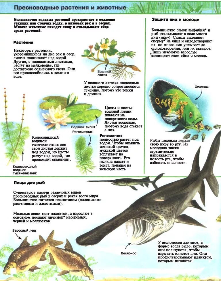 Пресноводные животные и растения. Пресноводные обитатели. Пресноводные это какие животные. Пресноводные животные названия. Какие животные пресноводные