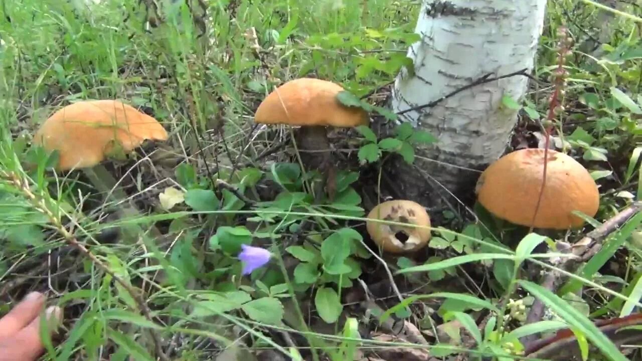 Грибы сибири необычные. Сибирские грибы. Подосиновик в тайге. Грибы томская область 2021. Грибы в сибири большие.