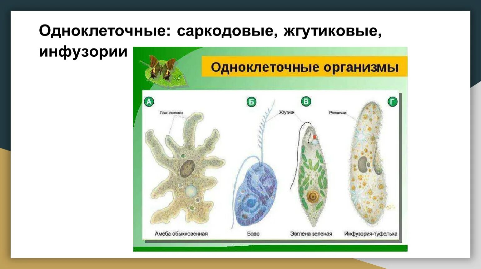 Сходство и различие одноклеточных. Таблица Саркодовые жгутиковые инфузории. Саркодовые и жгутиковые строение. Корненожки жгутиконосцы инфузории таблица. Типа саркодовых жгутиконосцев инфузорий и споровиков.