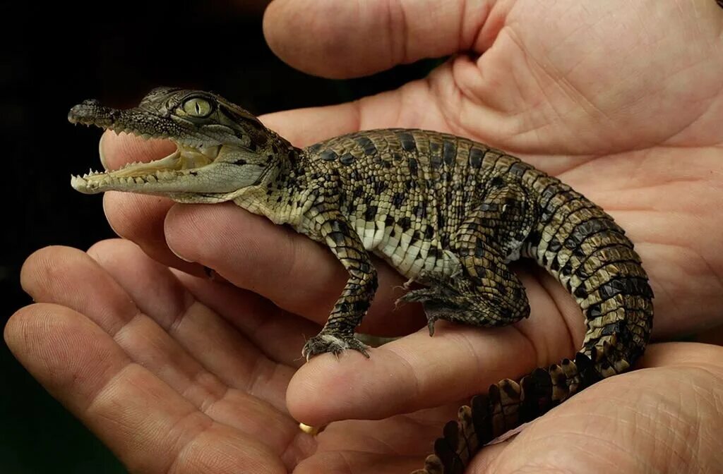 Кайман животное. Карликовый Кайман. Нильский Кайман. Крокодиловый Кайман (Caiman Crocodylus). Карликовый Варан ящерица.