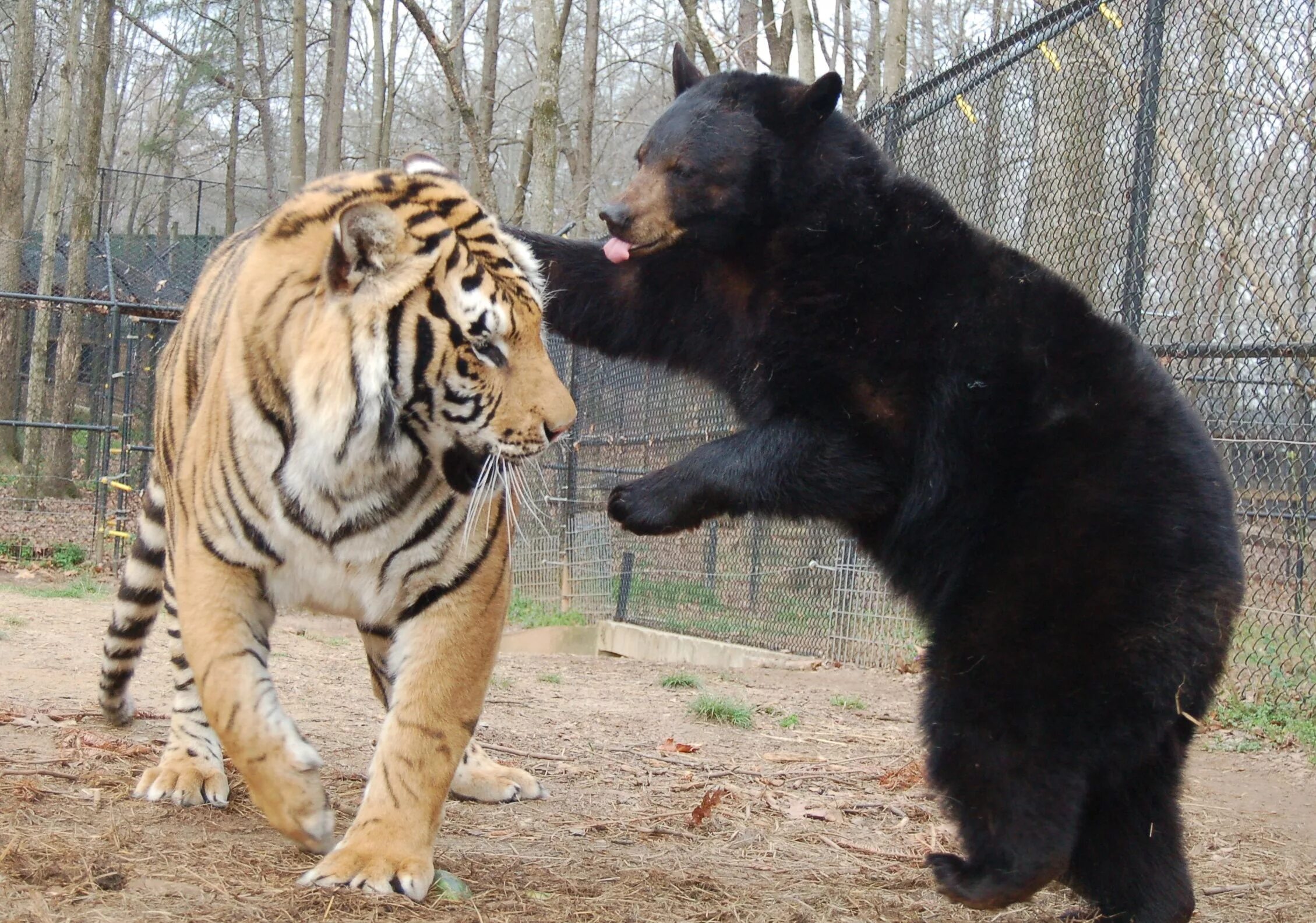 Гималайского медведя и амурского тигра