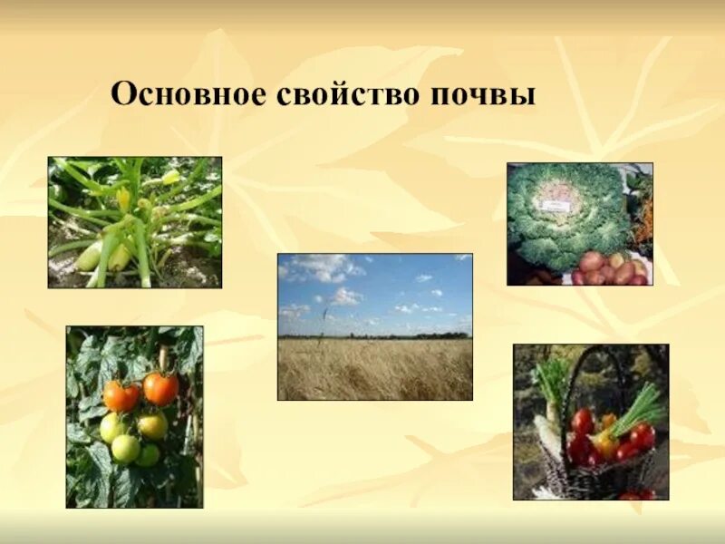 Основное свойство почвы плодородие. Важнейшее свойство почвы плодородие. Свойства почв плодородие. Плодородие главное свойство почвы. Плодородие это свойство почвы которое