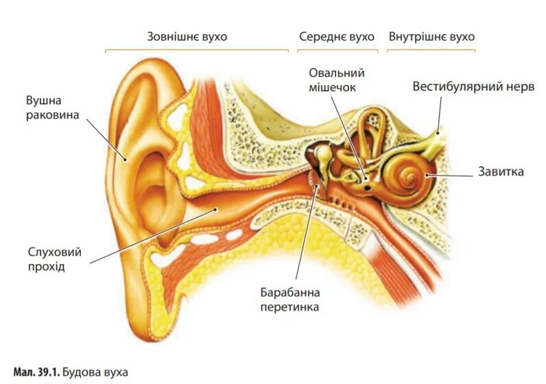 Строение уха 8 класс биология. Строение уха рис 139. Строение слухового аппарата человека. Строение уха и слуховой сенсорной системы. Внутреннее ухо 8