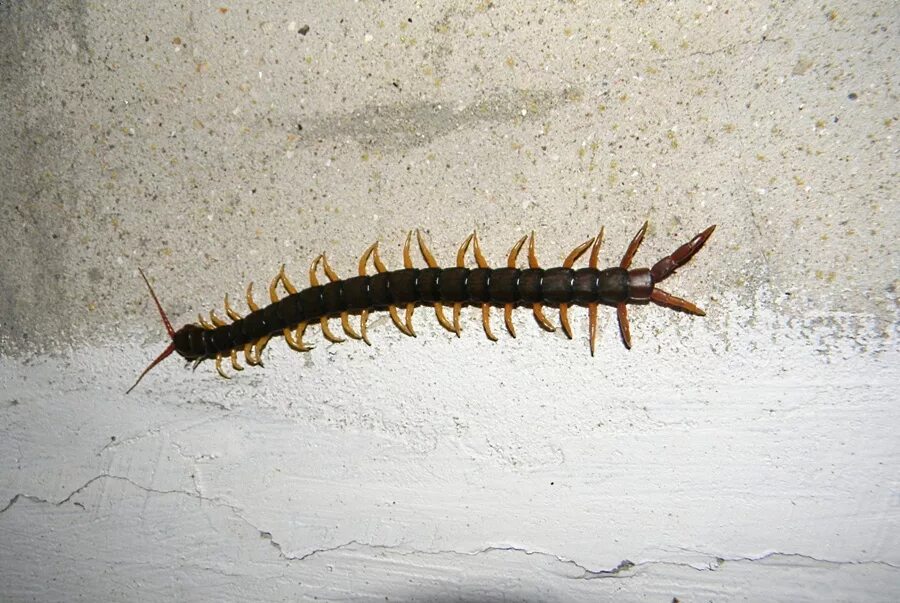 сороконожка сколопендра. сколопендра гигантея. прозрачная сороконожка. укус сколопендра кольчатая. жук сколопендра.